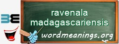 WordMeaning blackboard for ravenala madagascariensis